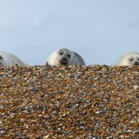 Three Seals