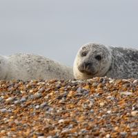 Two Seals