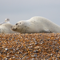 Two White Seals