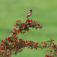 Whinchat