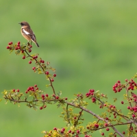 Whinchat II