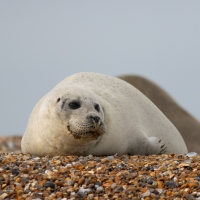 White Seal