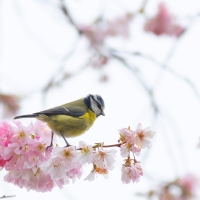 Blue Tit and Blossom II