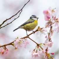 Blue Tit and Blossom V