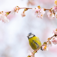 Blue Tit and Blossom IV