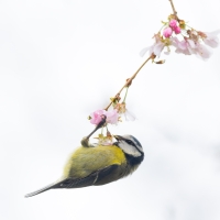 Blue Tit and Blossom I