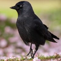 Jackdaw and Blossom