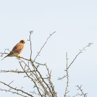 Bushy Kestrel