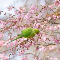 Parakeet and Blossom I