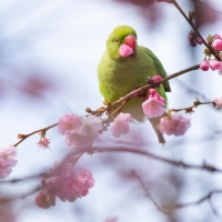 Parakeet and Blossom II