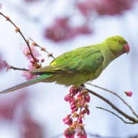 Parakeet and Blossom V
