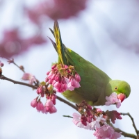 Parakeet and Blossom III