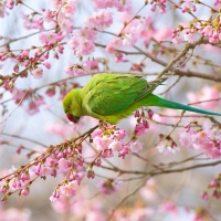 Parakeet and Blossom IV