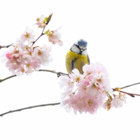 Blue Tit and Blossom III