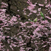 Parakeet and Blossom VI