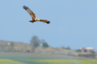 Elmley Nature Reserve