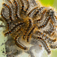 Browntail Moth Caterpillars