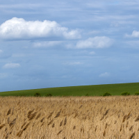 Elmley Crop