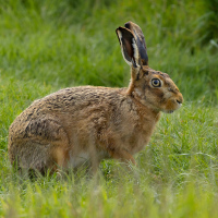 Hare