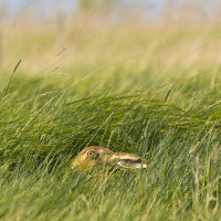 Hare Hiding