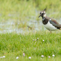Lapwing I