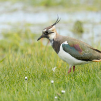 Lapwing II