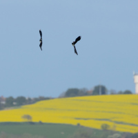 Lapwing Dance