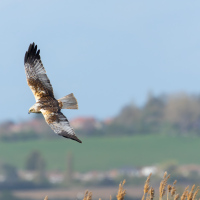 Marsh Harrier over Field