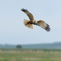 Marsh Harrier over Field II