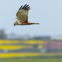 Marsh Harrier Rapeseed
