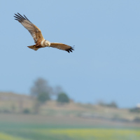 Marsh Harrier Rapeseed II