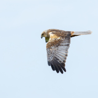 Marsh Harrier Side On