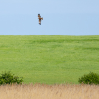 Marsh Harrier Symmetry