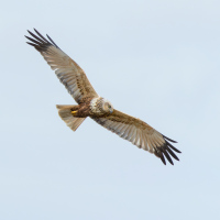 Marsh Harrier Wingspan