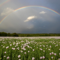Rainbow over Lilac Poppy Field I
