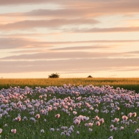 Lilac Poppies at Sunset