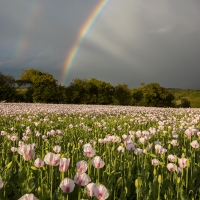 Rainbow over Lilac Poppy Field II