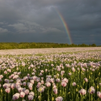 Rainbow over Lilac Poppy Field III