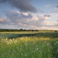 Wildflower Meadows, Bentley