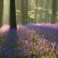 Bluebells, Micheldever Woods