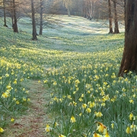 Daffodils, Valley Gardens, Virginia Waters