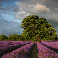 Mayfield Lavender