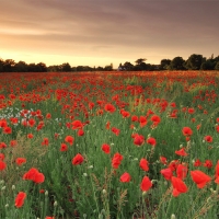 Poppies and Daises, Send