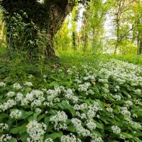 Wild Garlic, Box Hill