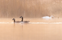 Fleet Pond Nature Reserve