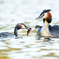 Feeding Grebes, Fleet Pond