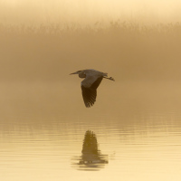 Grey Heron Reflection, Fleet Pond