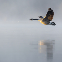 Canada Goose in Flight