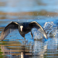 Aggressive Coot, Fleet Pond