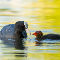 Coot with Chick
